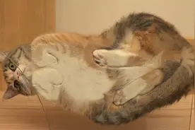 从不同角度观察猫咪，透过玻璃看猫是这样的