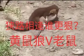 狭路相逢，老鼠胆小？还是黄鼠狼的智商更高