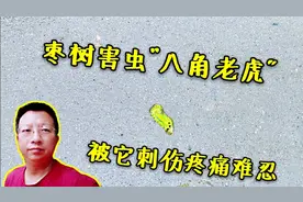 农村枣树害虫“八角老虎”，被它蜇痛痒难忍，1个小妙招可除掉它