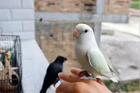 小伙养了两个月的牡丹鹦鹉真亲人，这样放它自由都不飞走