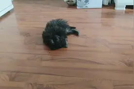 泰迪犬与比特熊杂交的后代什么样？小周带你去看看