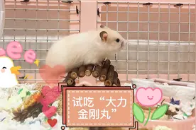 鼠鼠磨牙太厉害怎么办？吃个大力金刚丸吧