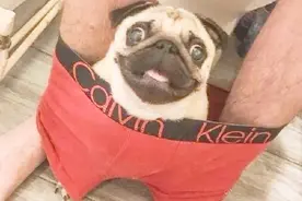 狗狗为啥总爱跟着人去厕所，以下几个原因，或许让你感动！