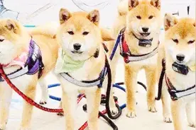 瓢哥终于被领养成功!“锅碗瓢盆”都有了各自的归宿，恭喜王珞丹视频封面