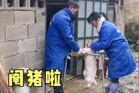 阉猪啦，为什么要阉猪，听听养猪小伙怎么说视频封面