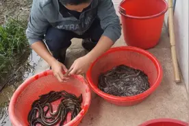 老胡泥鳅苗池下黄鳝笼，蚯蚓做诱饵，温度低收获还是有影响