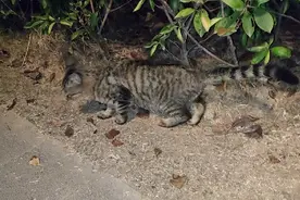 到南京玩儿仙林湖边遇到一只流浪猫有没好心人收留的这只小可怜