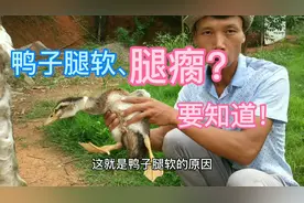 养殖鸭子遇到腿软站不起，阿昌用不到一毛钱的东西治疗，没见过