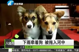 女子救狗心切，跳进河里救落水宠物狗，不料人和狗一同被困视频封面