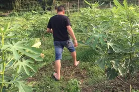 不开花哪来的果？这种果树不开花就能结果，一起来看看是什么果树