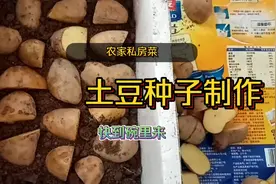 土豆种子培育过程，学后就可以中啦，室内室外都可栽种简单易学！视频封面