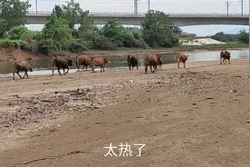 小黄每天坚持把牛赶出来，牛饿了就吃草，渴了就喝水，非常开心视频封面