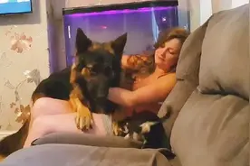 国外美女照顾可爱的狗狗，温柔抱住大狗，小狗也着急了视频封面
