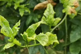 病毒病要及时打药百香果花叶卷叶病喷这两种杀菌药效果不错