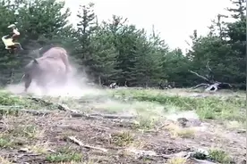 捏把汗！9岁小女孩被野牛“顶”飞重摔落地上，父母却自己先逃了视频封面