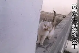 流浪猫误入空楼下不来，大平出手相救，结局出人意料！
