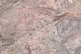 海里也有蟑螂？来看看岸边礁石上密密麻麻的海蟑螂到底是在干嘛吧