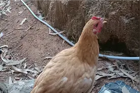 鸡出现张口呼吸，伸脖子怪叫甩鼻，喂什么中药第二天就好视频封面