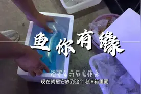 太落伍了，艳子才知道鱼儿也能寄快递，观赏鱼检疫打包发货全过程视频封面