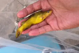 还记得那年被黄辣丁扎过的手吗？夕阳无限好，只是近黄昏