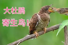（13）认识大杜鹃鸟！鸟叫声视频封面