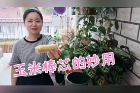 剩下的玉米棒芯不要丢，用来养花有妙用，上盆换土用的着视频封面