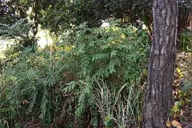 毛算盘：功效：清热解毒，祛湿止痒！牙痛，咽喉肿痛，肠炎，白带