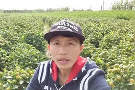 桔子是怎么繁殖的？捡漏哥带你了解种植过程