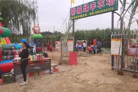 山东聊城甘蔗种植基地，小珍带着孩子来了，自己确没有摘甘蔗