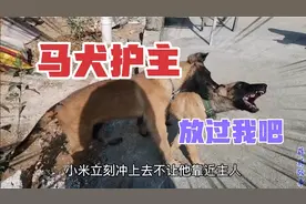 3个月小马犬疯狂护主 就连同类也不肯放过 你还敢养马犬吗视频封面