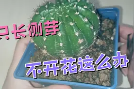 仙人球只长侧芽不开花这么办！视频封面