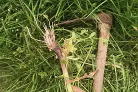 打工妹回农村，是个扒蒜能手一锄头一根，真厉害？视频封面