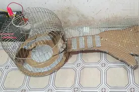 老鼠被电的太过瘾了，在笼子都不想跑了