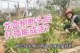整理菜园子，看看断头后的龙血树怎样了？扦插正确吗视频封面
