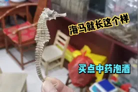 到药材市场买点中药泡酒，中华药都，没有买不到的中药才。