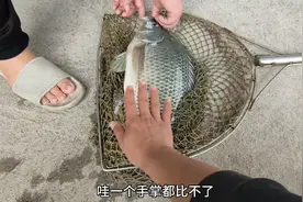 小伙在鱼塘钓到一条大货，超大罗非鱼，估计重量应该有六七斤视频封面