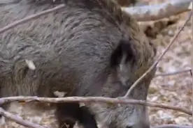 野猪单挑狼群。竟然胜了视频封面