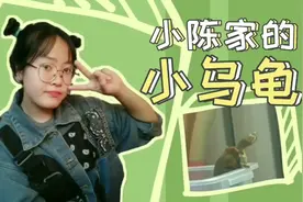 市场买的巴西龟，这么大只要十元一只？乌龟不吃食怎么办？