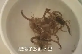 五毒之中的蝎子，怎么一毒攻毒对身体有那些好处，及2种吃法。视频封面