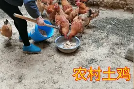 农村养鸡方法特别简单，就喂两种粮食，难怪土鸡又贵又好吃