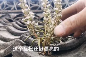 一种生长在农村老房子顶上的植物，不仅可以观赏，还有药用价值视频封面