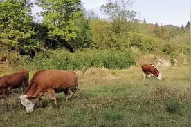 掌握这些选牛方法轻松买到上等母牛，一年一个优质牛犊，不愁销