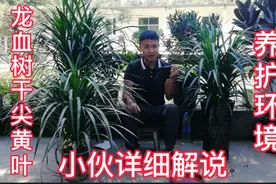 室内植物龙血树，你养是不是干尖黑叶，卖盆栽老板详细解说