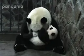 [大话熊猫]为什么总是感觉哪里不对劲呢