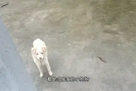 邻居家的狗狗老是跑我们这里来，让我给它吃的东西，太可爱了视频封面
