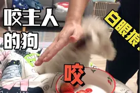 狗狗咬男主人却不咬女主人，这是为什么呢？视频封面