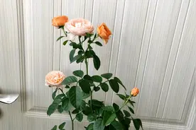 月季黄叶是什么原因引起的呢？