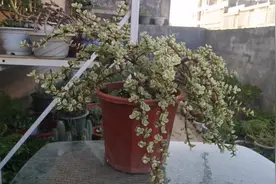 多肉植物雅乐之舞这样扦插繁殖，一盆变多盆，再也不用去买了视频封面