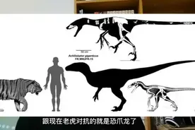 驰龙 VS 老虎，同体重下 正面对决谁更强视频封面