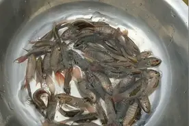 几天没发货了，下午寄六份斗鱼出去，晚上有肉吃了视频封面